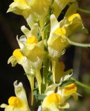 Linaria vulgaris