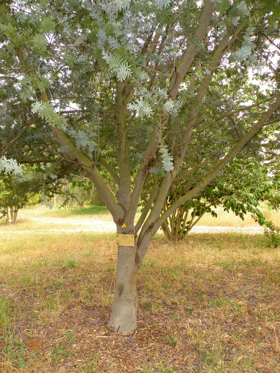 Изображение особи Acacia baileyana.