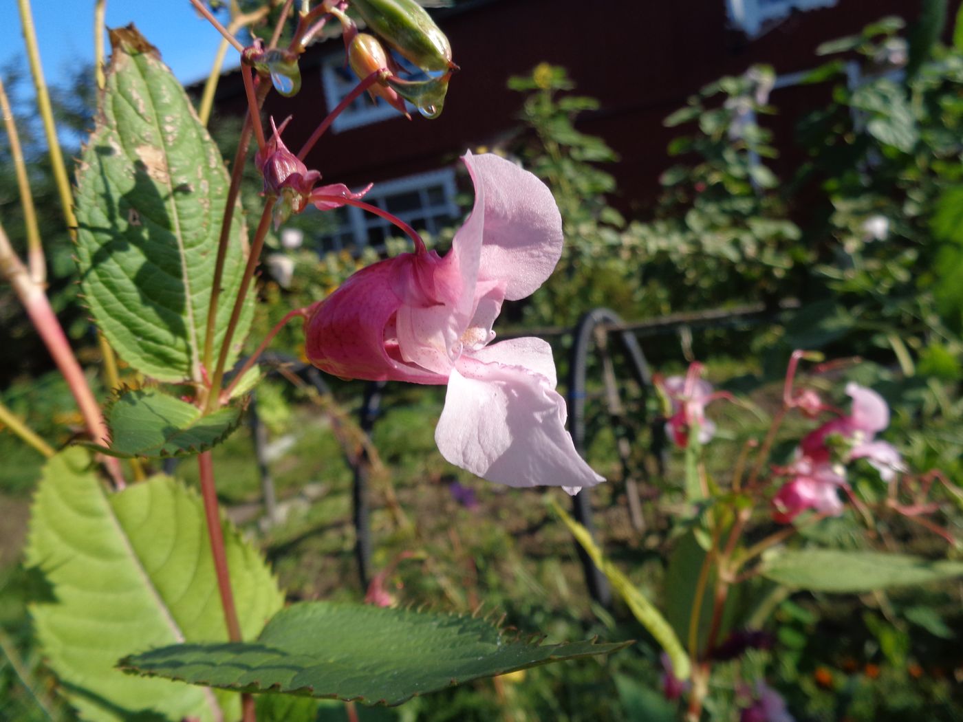 Image of Impatiens glandulifera specimen.