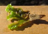 Pellia neesiana