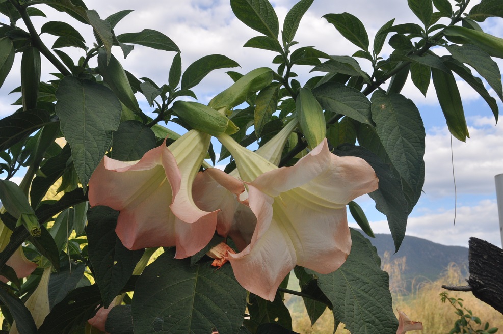 Image of genus Brugmansia specimen.