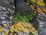 Cochlearia officinalis