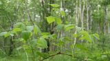Rubus matsumuranus. Часть ветви с молодыми побегами. Камчатский край, Елизовский р-н, долина реки Авача, березовый лес из Betula ermanii и Betula kamtschatica, у лесной дороги. 29.06.2017.