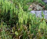 Diphasiastrum alpinum. Растения со стробилами. Коми, Интинский р-н, Приполярный Урал, хр. Малдынырд, долина р. Балбанъю, левый борт руч. Алькесвож. 31.07.2017.