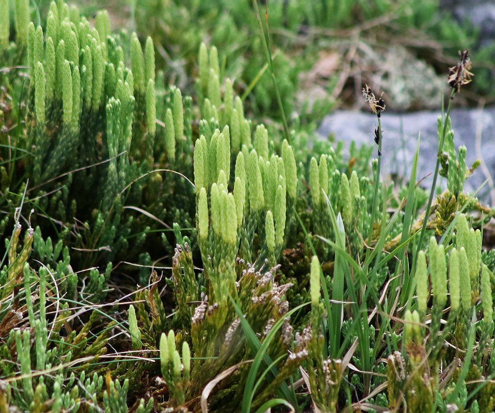 Изображение особи Diphasiastrum alpinum.