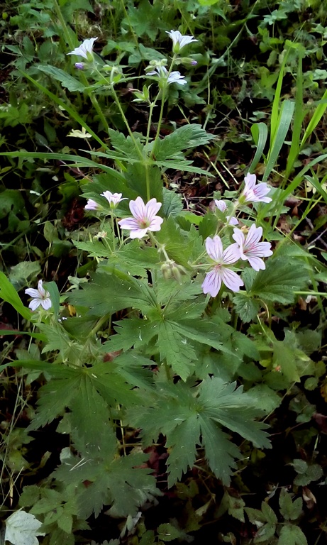 Image of Geranium krylovii specimen.