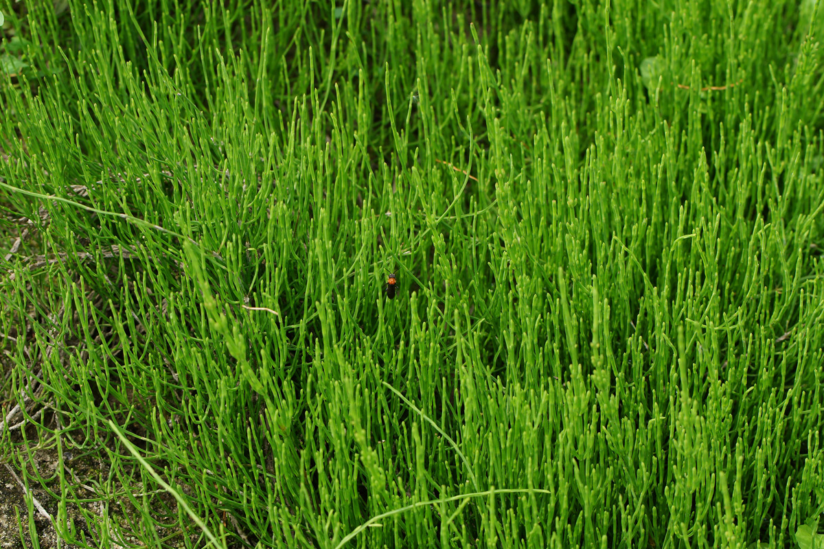 Изображение особи Equisetum arvense.