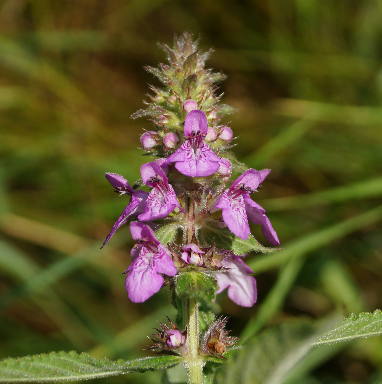 Изображение особи Stachys palustris.