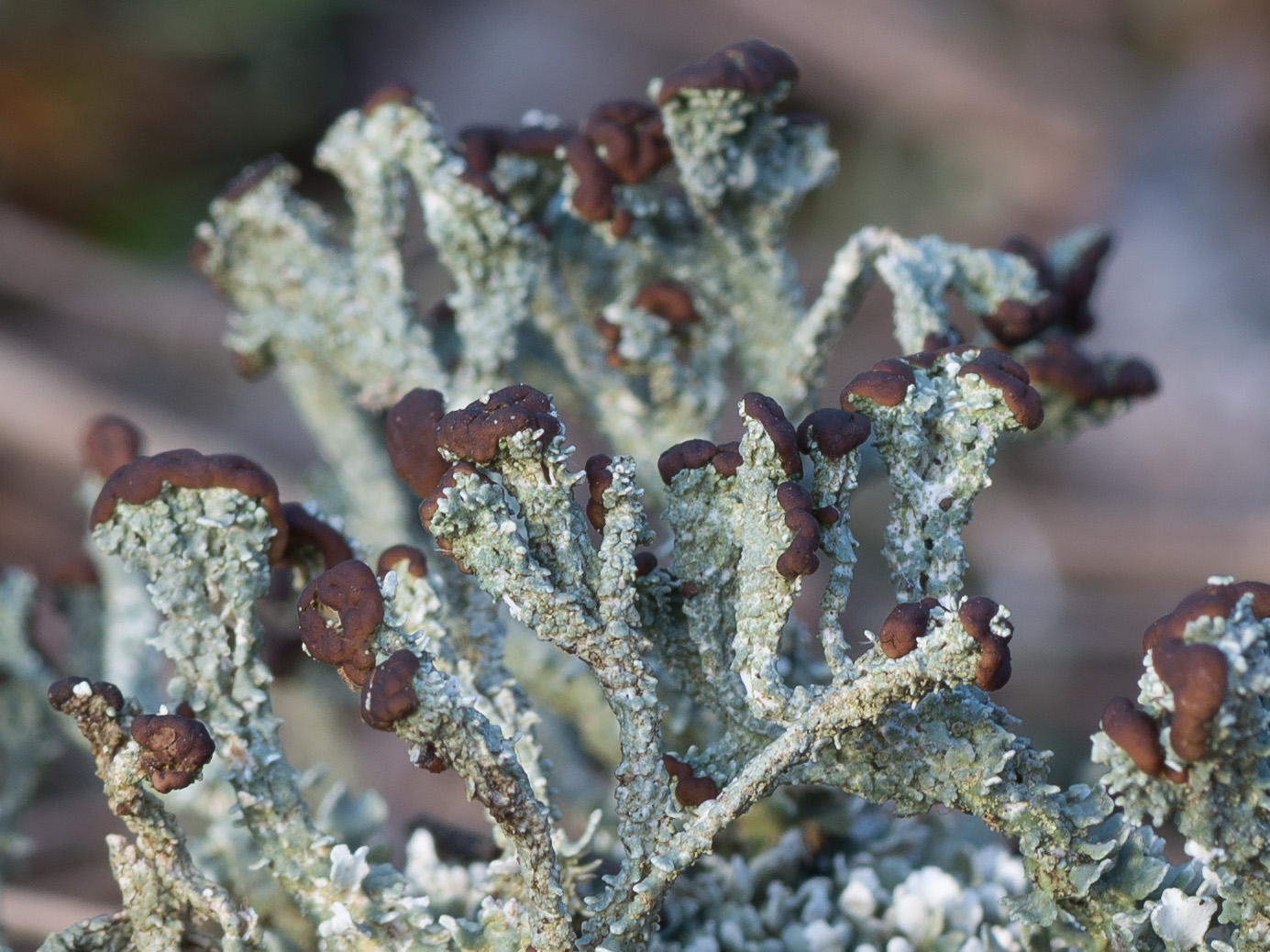 Image of Cladonia cariosa specimen.