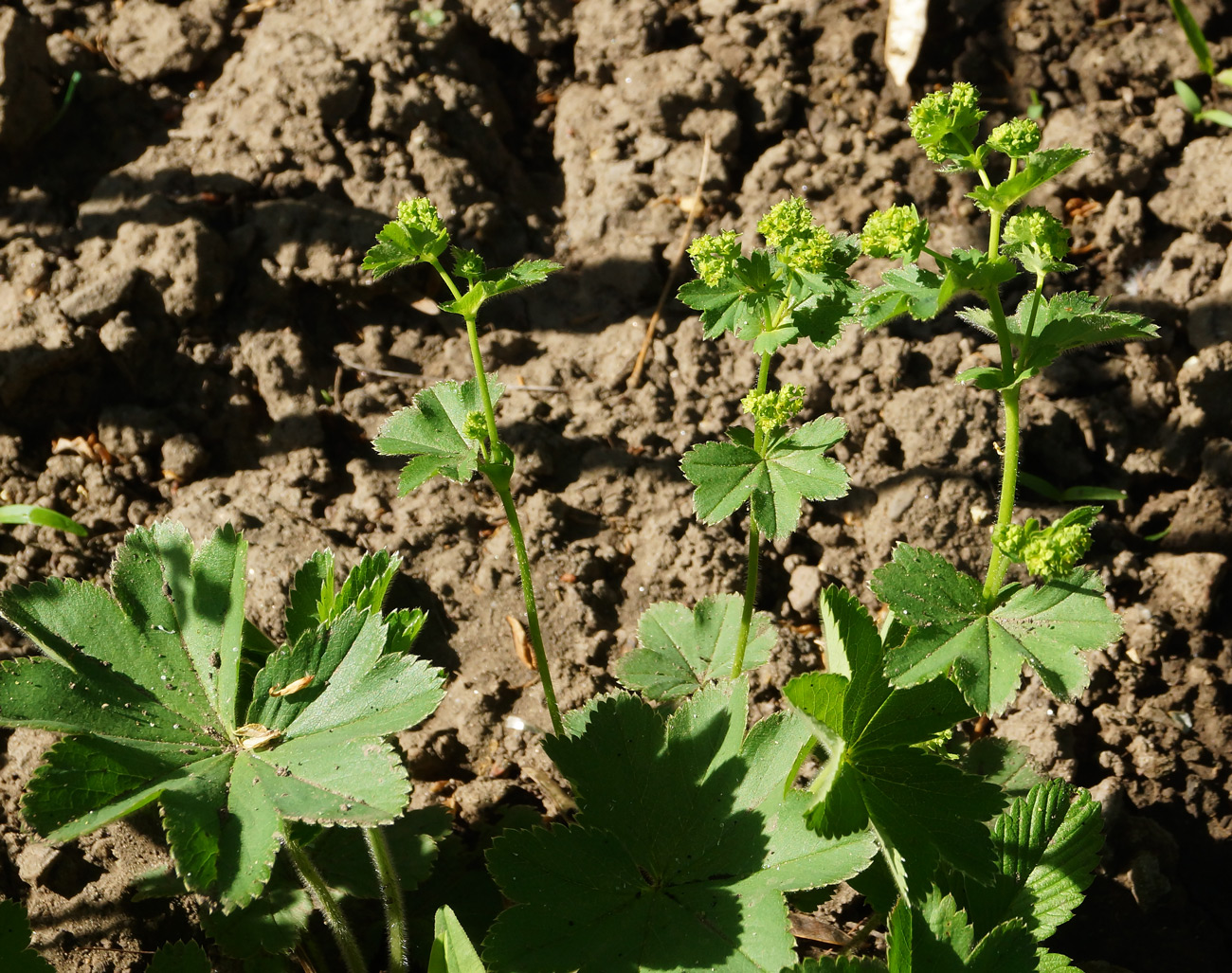 Изображение особи Alchemilla xanthochlora.