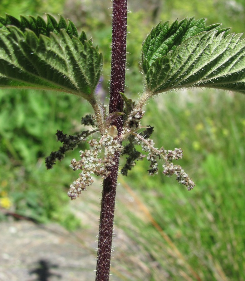 Изображение особи Urtica dioica.