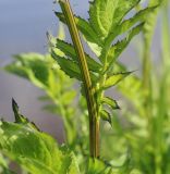 Serratula coronata. Средняя часть побега. Пермский край, г. Пермь, Кировский р-н, пойменный луг. 15.07.2017.