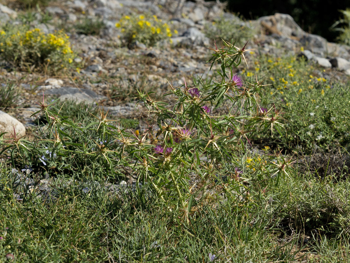 Image of Centaurea calcitrapa specimen.