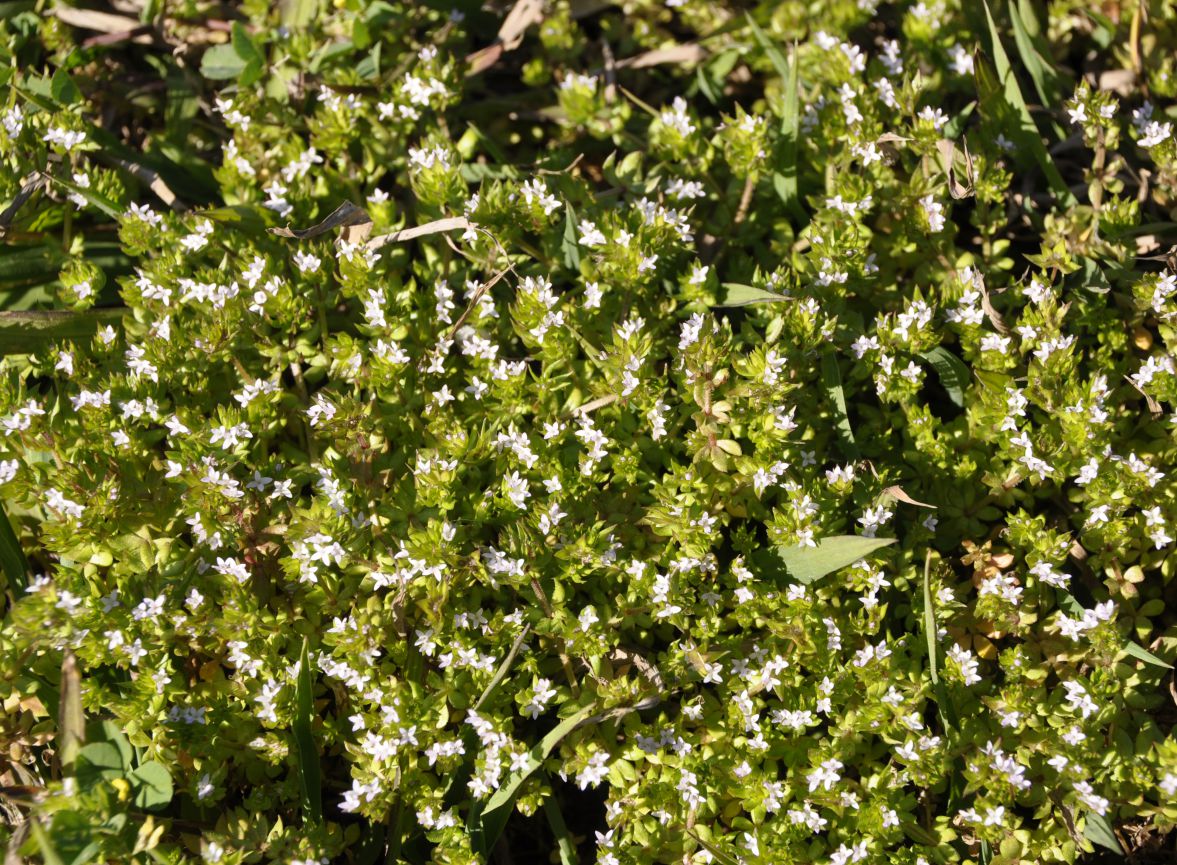 Image of Sherardia arvensis specimen.
