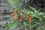 Fuchsia ayavacensis. Цветущая ветвь. Перу, Анды, склон горы Мачу-Пикчу, археологический комплекс \"Мачу-Пикчу\". 13 марта 2014 г.