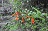 Fuchsia ayavacensis