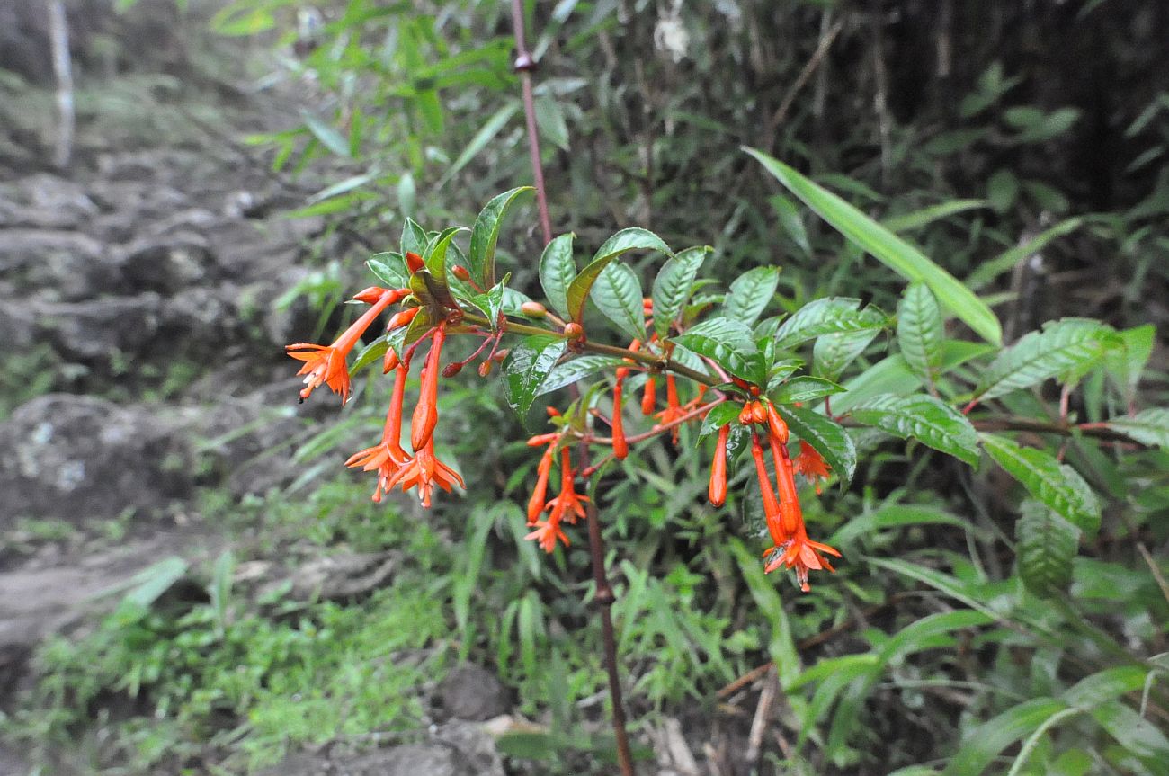 Изображение особи Fuchsia ayavacensis.