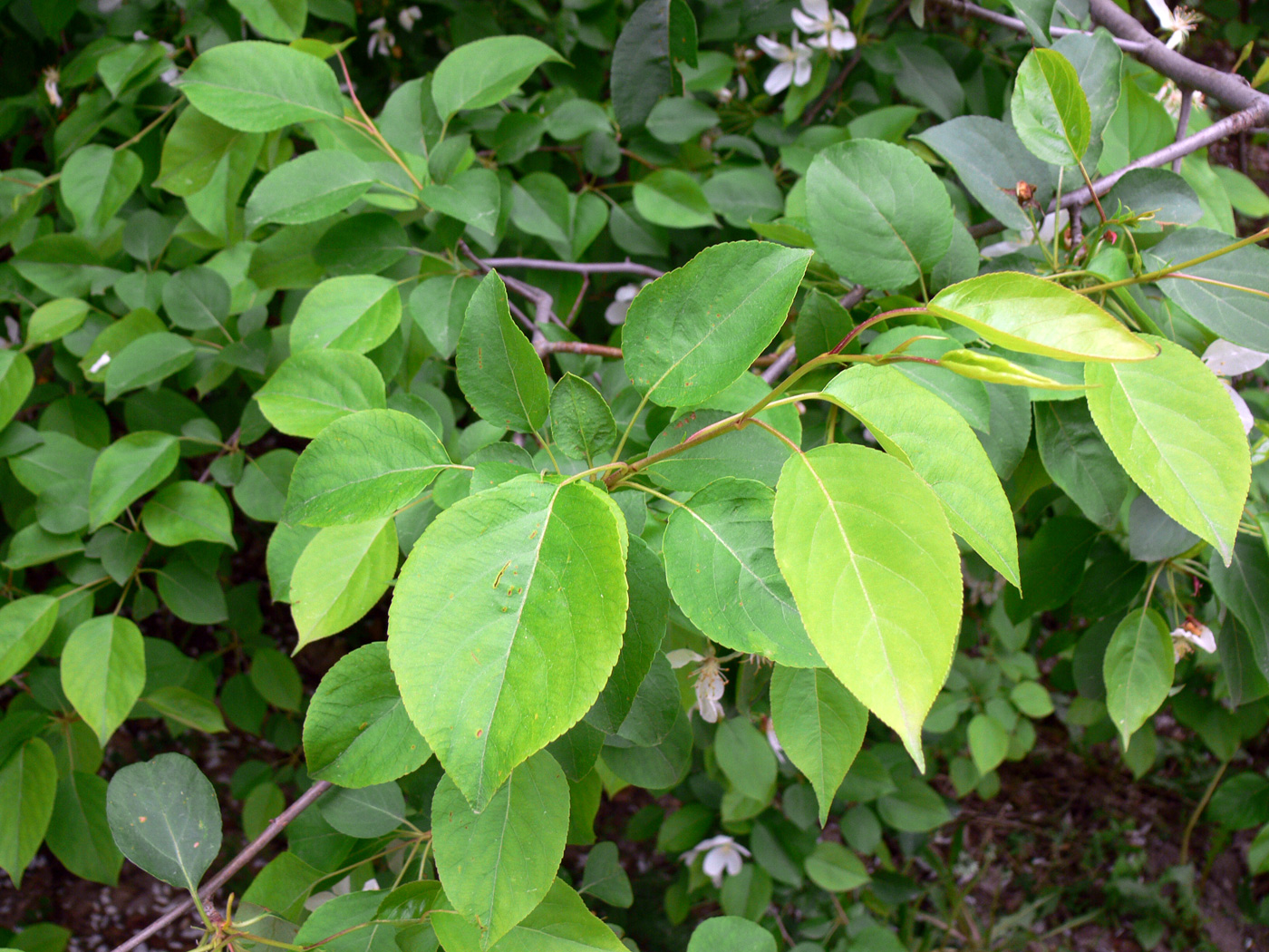 Image of Malus baccata specimen.