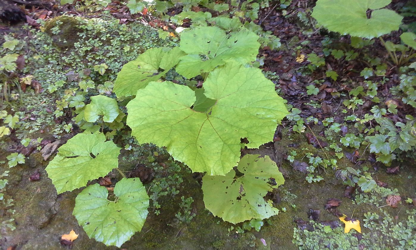 Image of Petasites albus specimen.