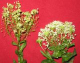 Cardaria draba. Верхушки отцветшего и цветущего растений, сорванные на железнодорожной насыпи. Украина, Одесская обл., Овидиопольский р-н, окр. пгт Большая Долина. 14.05.2010.