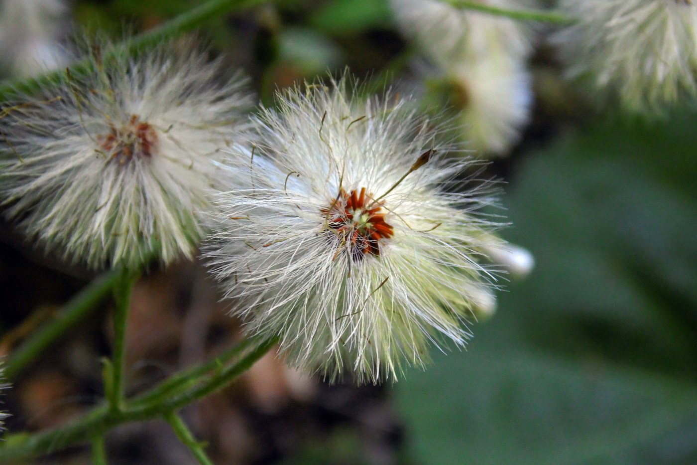 Image of Petasites albus specimen.