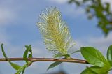 Salix myrsinifolia. Часть побега с соцветием. Пермский край, г. Пермь, Кировский р-н, садовый участок, сорное. 19 мая 2018 г.