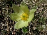 Pulsatilla orientali-sibirica