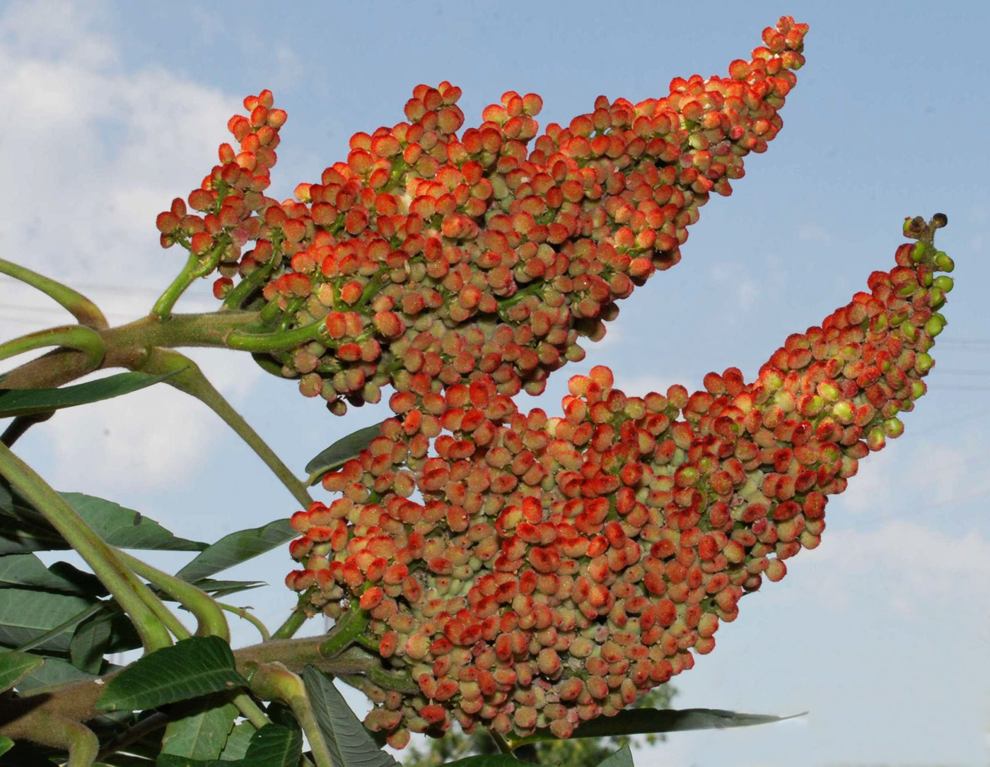 Image of Rhus glabra specimen.