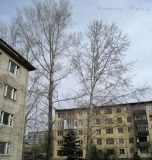 genus Populus