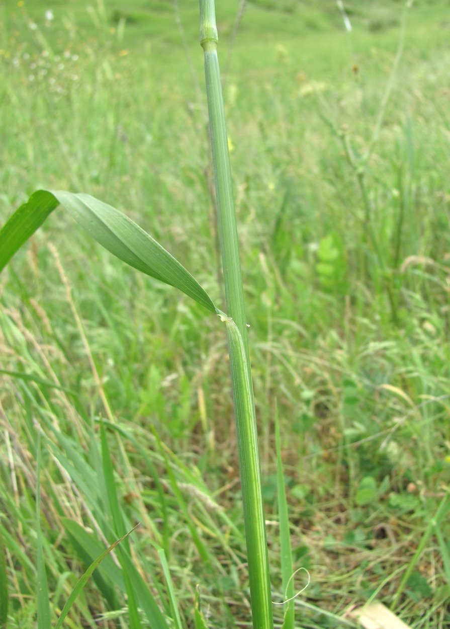 Image of Hordeum bulbosum specimen.
