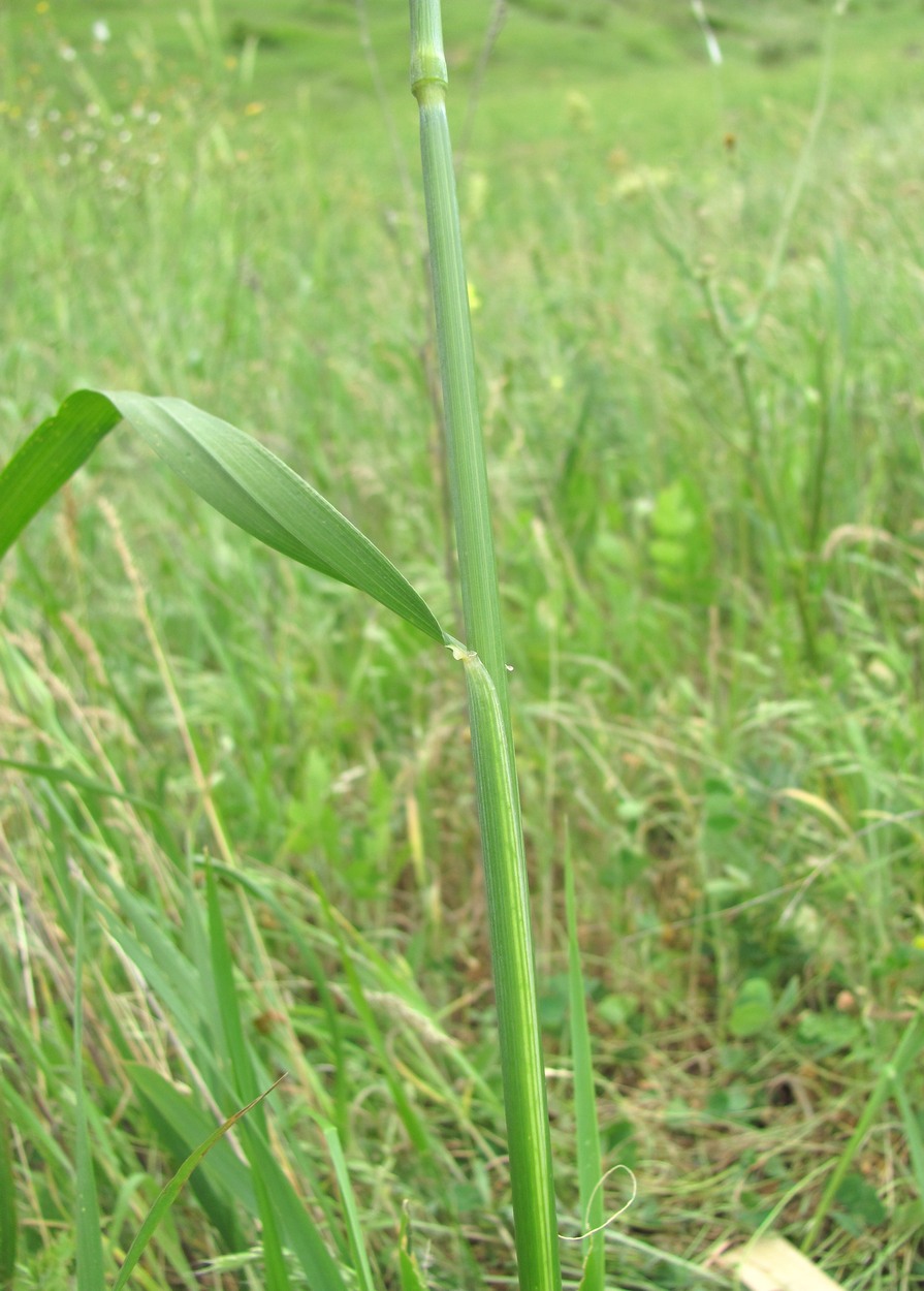 Изображение особи Hordeum bulbosum.