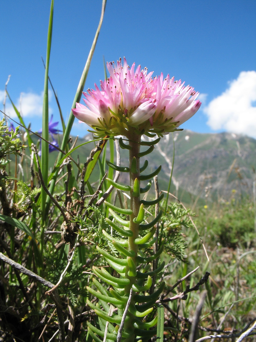 Image of Pseudosedum longidentatum specimen.