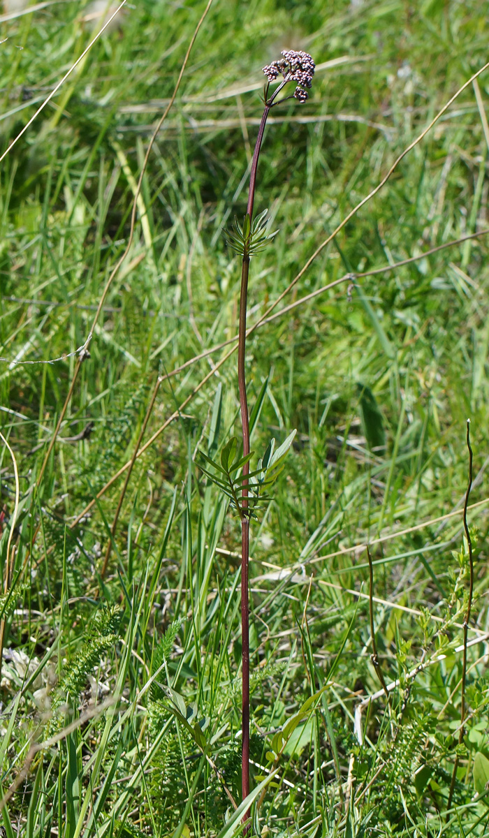 Изображение особи Valeriana dubia.