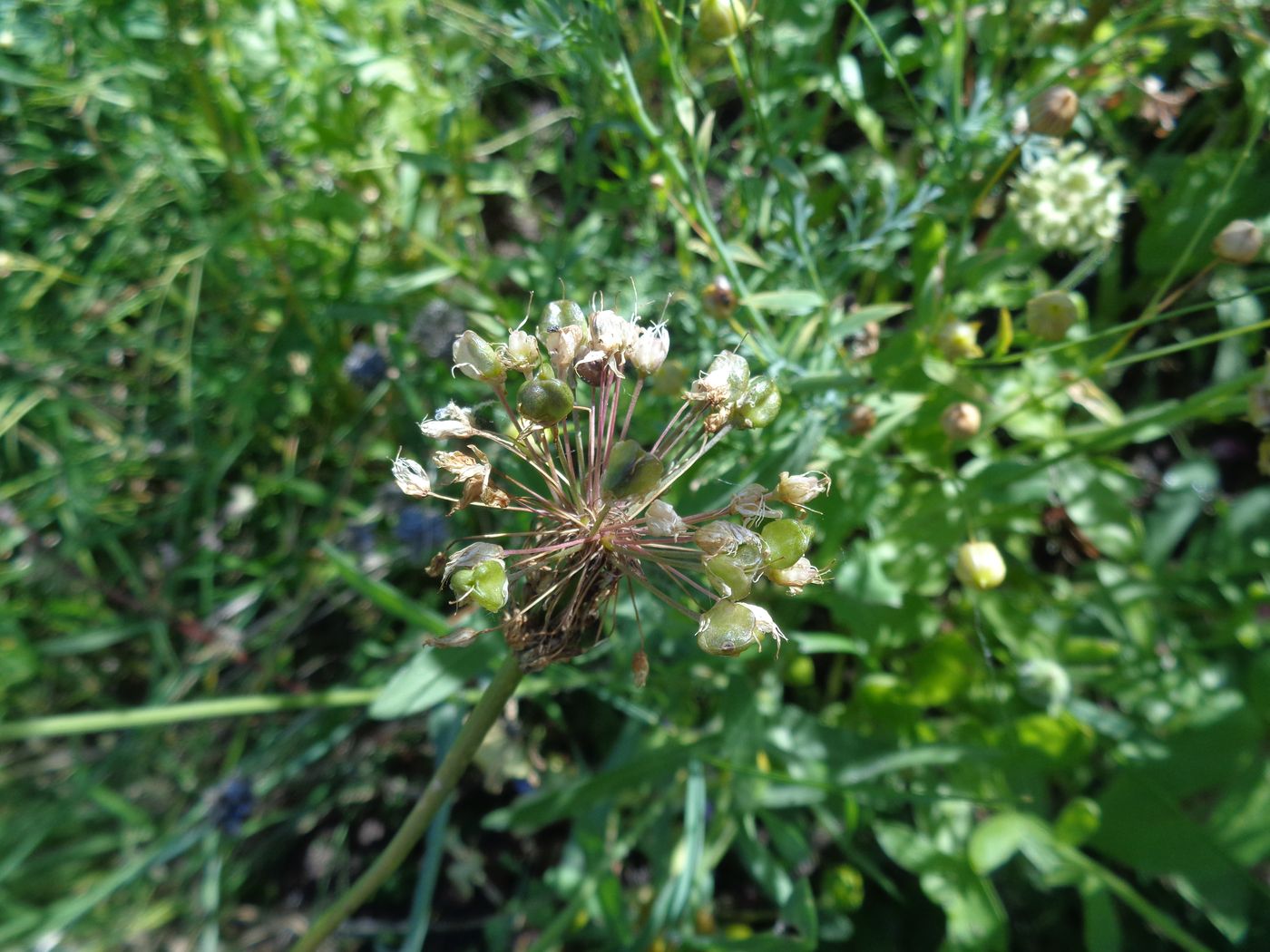 Image of Allium nutans specimen.