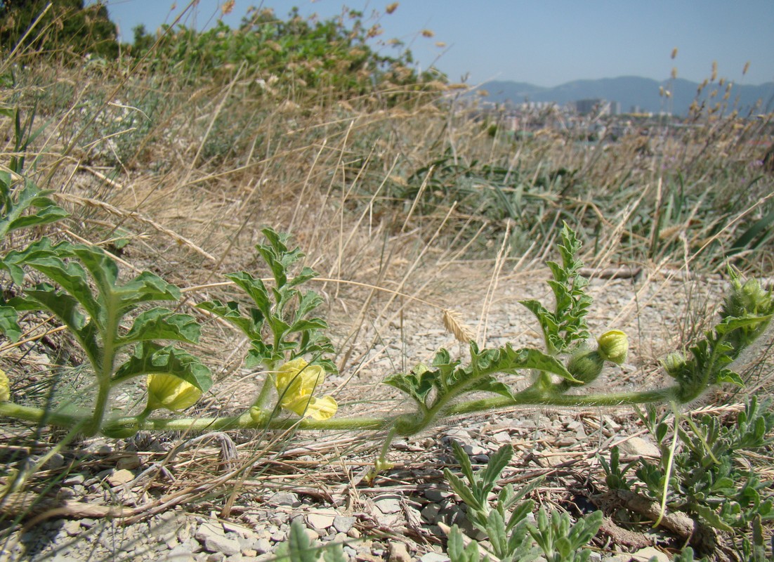 Изображение особи Citrullus lanatus.