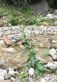 Cirsium uliginosum. Цветущее растение. Кабардино-Балкария, Эльбрусский р-н, окр. с. Бедык, ок. 1000 м н.у.м., берег ручья. 08.08.2018.