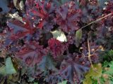 Heuchera &times; hybrida