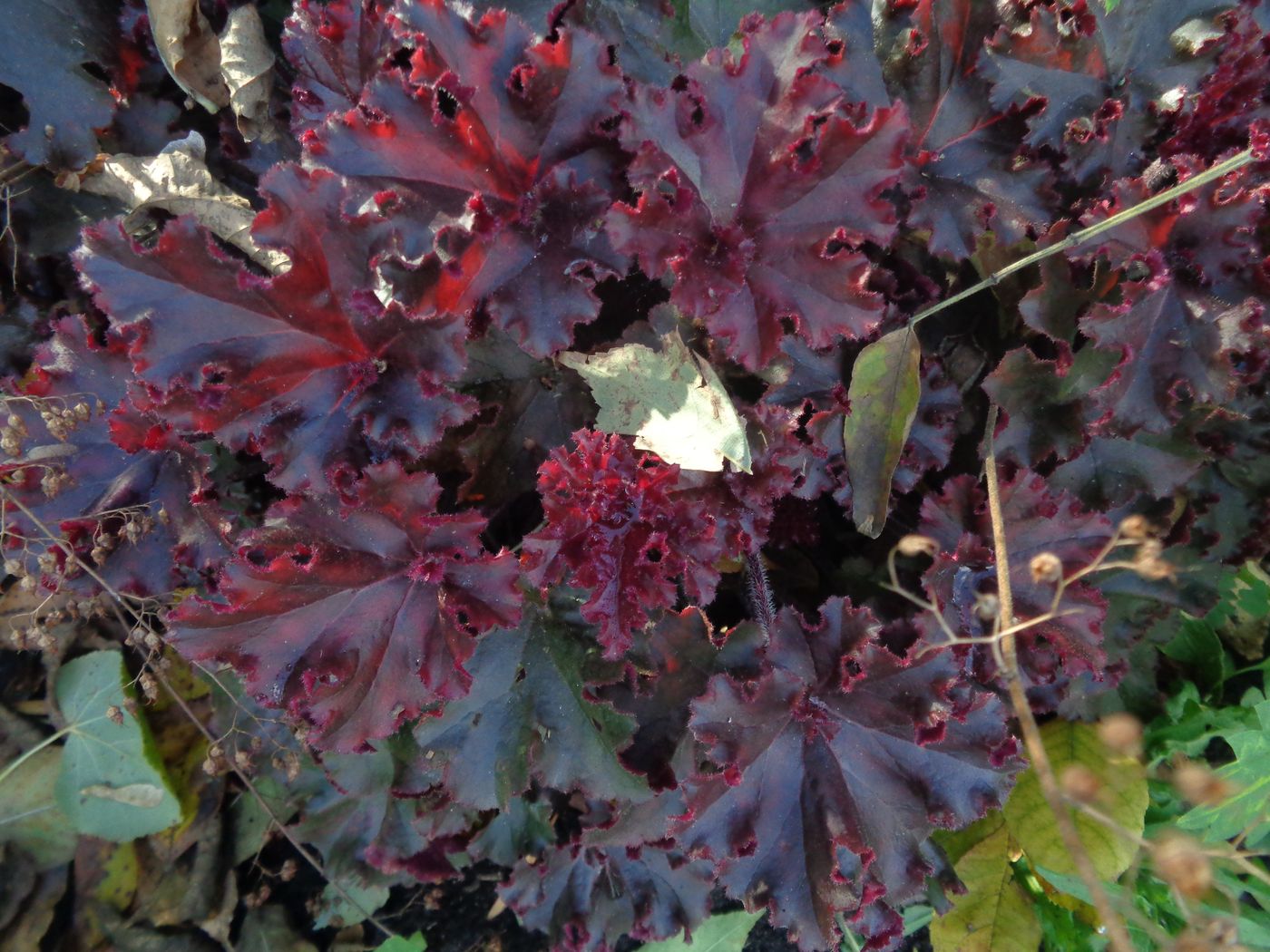 Image of Heuchera &times; hybrida specimen.