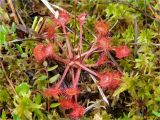 Drosera rotundifolia. Цветущее растение. Украина, Ивано-Франковская обл., Долинский р-н, Старомизунский сельский совет, окр. села Новый Мизунь, болото \"Щырковец\". 07.07.2018.