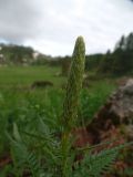 genus Pedicularis