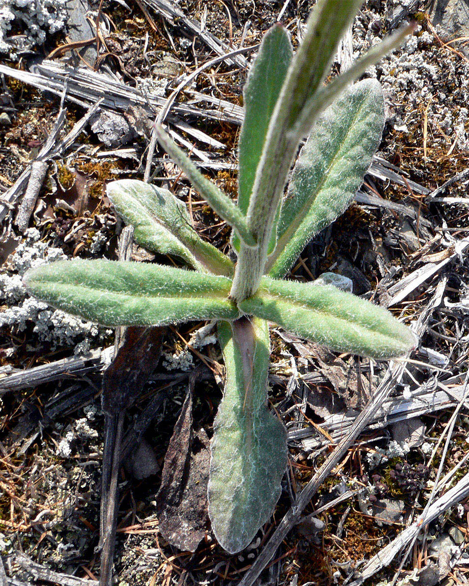 Image of Tephroseris pseudoaurantiaca specimen.