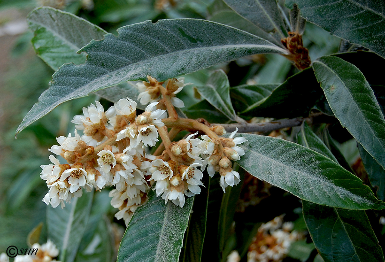 Image of Eriobotrya japonica specimen.