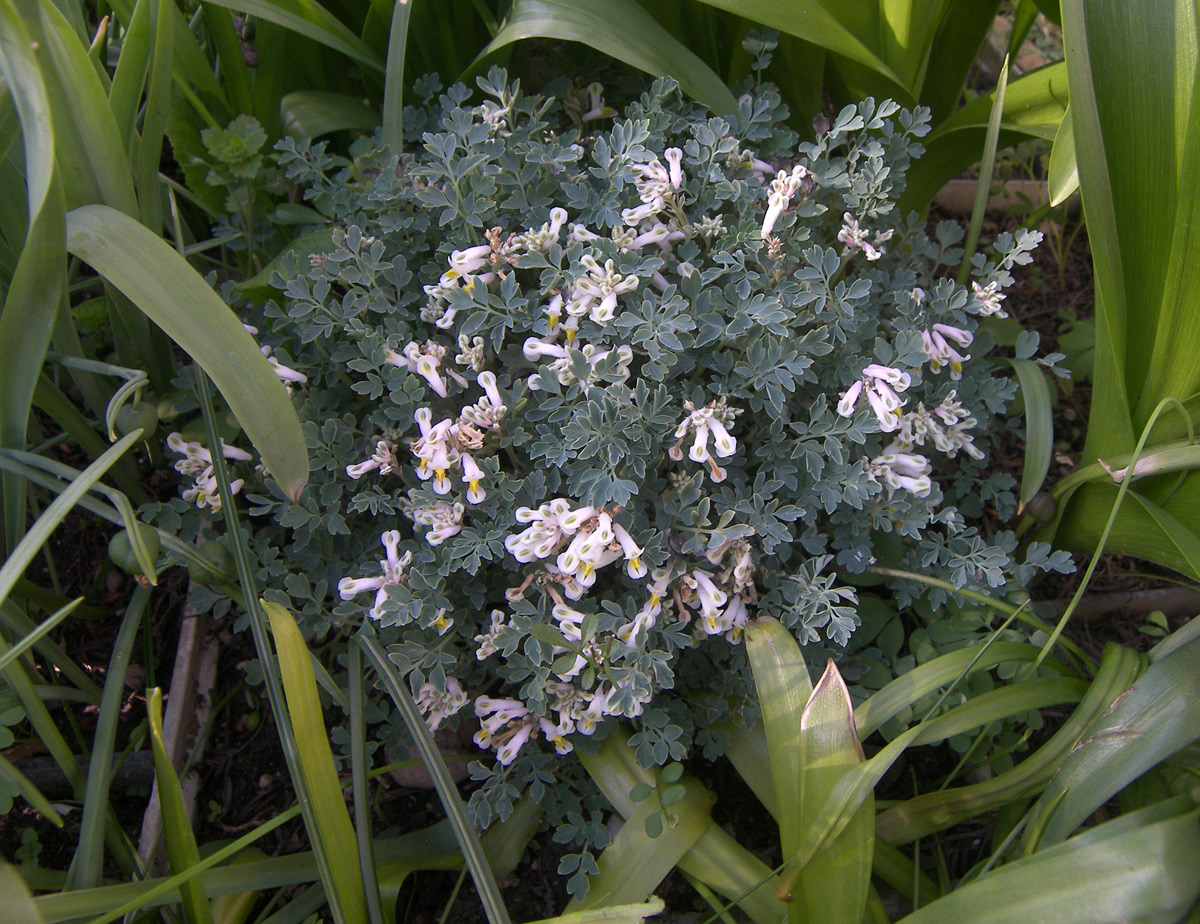 Image of Pseudo-fumaria alba ssp. acaulis specimen.