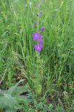 Delphinium hispanicum. Цветущее растение. Грузия, край Самцхе-Джавахети, Ахалцихский муниципалитет, окр. с. Грели, луг. 28.05.2018.