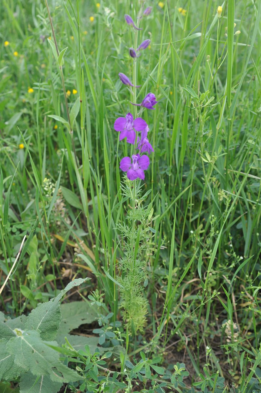 Изображение особи Delphinium hispanicum.