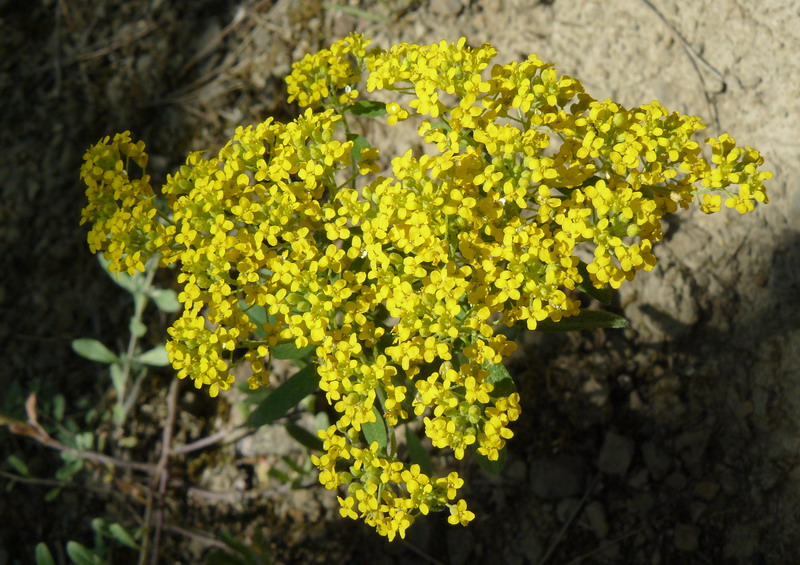 Изображение особи Odontarrhena muralis.