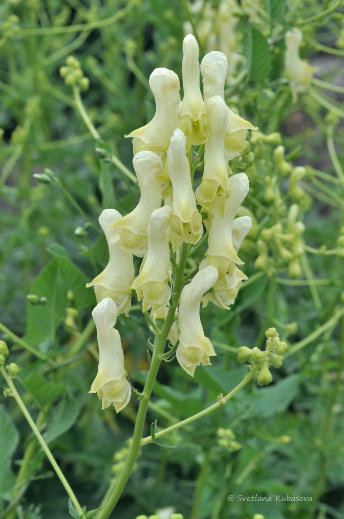 Image of Aconitum lamarckii specimen.