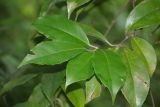 Kadsura japonica