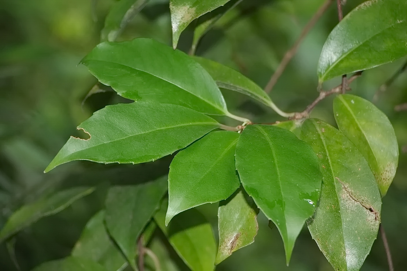 Изображение особи Kadsura japonica.