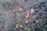 genus Cuscuta. Цветущее растение, паразитирующее на побегах Medicago. Грузия, край Самцхе-Джавахети, Аспиндзский муниципалитет, Эрушетское нагорье, окр. монастыря Зеда Вардзиа, ≈ 1400 м н.у.м., узкая балка на спуске с Эрушетского нагорья к р. Кура, луг. 14.10.2018.